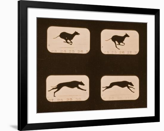 Image Sequence of Running Greyhounds, 'Animal Locomotion' Series, C.1881-Eadweard Muybridge-Framed Giclee Print