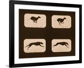 Image Sequence of Running Greyhounds, 'Animal Locomotion' Series, C.1881-Eadweard Muybridge-Framed Giclee Print