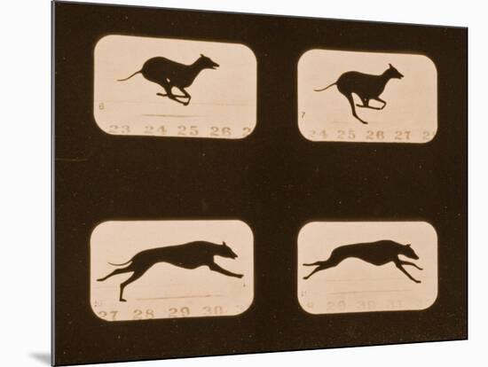 Image Sequence of Running Greyhounds, 'Animal Locomotion' Series, C.1881-Eadweard Muybridge-Mounted Giclee Print