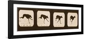 Image Sequence of Running Greyhounds, 'Animal Locomotion' Series, C.1881-Eadweard Muybridge-Framed Giclee Print