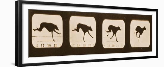 Image Sequence of Running Greyhounds, 'Animal Locomotion' Series, C.1881-Eadweard Muybridge-Framed Giclee Print