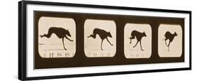 Image Sequence of Running Greyhounds, 'Animal Locomotion' Series, C.1881-Eadweard Muybridge-Framed Giclee Print