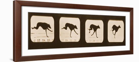 Image Sequence of Running Greyhounds, 'Animal Locomotion' Series, C.1881-Eadweard Muybridge-Framed Giclee Print