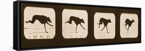Image Sequence of Running Greyhounds, 'Animal Locomotion' Series, C.1881-Eadweard Muybridge-Framed Stretched Canvas