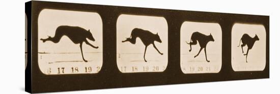 Image Sequence of Running Greyhounds, 'Animal Locomotion' Series, C.1881-Eadweard Muybridge-Stretched Canvas