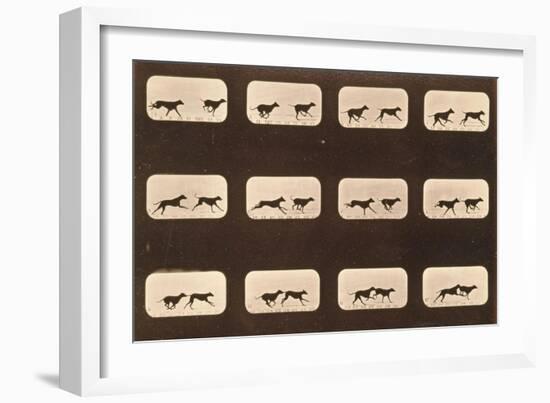 Image Sequence of Running Greyhounds, 'Animal Locomotion' Series, C.1881-Eadweard Muybridge-Framed Giclee Print