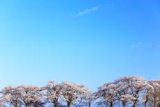 Tree Top View of Cherry Blossom-imagewerks-Photographic Print