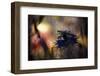 Imaginarium-Fabien Bravin-Framed Photographic Print