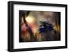 Imaginarium-Fabien Bravin-Framed Photographic Print