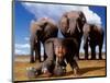 Imaginary Safari, Elephant-Tom Arma-Mounted Art Print