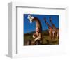 Imaginary Safari, Giraffe-Tom Arma-Framed Art Print