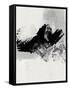 Canvas Black