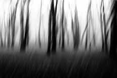 Tree in Black and White-Imaginative-Photographic Print