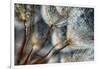 Imagine Seedlings-Ursula Abresch-Framed Photographic Print
