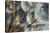 Imagine Seedlings-Ursula Abresch-Stretched Canvas