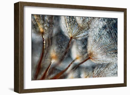 Imagine Seedlings-Ursula Abresch-Framed Photographic Print