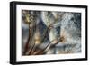 Imagine Seedlings-Ursula Abresch-Framed Photographic Print