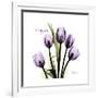 Imagine Tulips-Albert Koetsier-Framed Premium Giclee Print