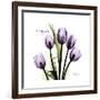 Imagine Tulips-Albert Koetsier-Framed Premium Giclee Print