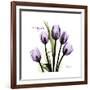 Imagine Tulips-Albert Koetsier-Framed Premium Giclee Print