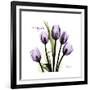 Imagine Tulips-Albert Koetsier-Framed Premium Giclee Print