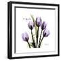 Imagine Tulips-Albert Koetsier-Framed Premium Giclee Print