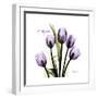 Imagine Tulips-Albert Koetsier-Framed Premium Giclee Print