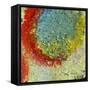 Imagine-Ruth Palmer-Framed Stretched Canvas