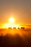 Silhouette of Cattle Walking across the Plans in Sunset-ImagineGolf-Stretched Canvas