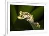 Imbabura Tree Frog, Choco Region, Ecuador-Pete Oxford-Framed Photographic Print