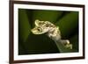 Imbabura Tree Frog, Choco Region, Ecuador-Pete Oxford-Framed Photographic Print