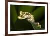 Imbabura Tree Frog, Choco Region, Ecuador-Pete Oxford-Framed Photographic Print