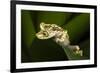 Imbabura Tree Frog, Choco Region, Ecuador-Pete Oxford-Framed Photographic Print