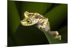 Imbabura Tree Frog, Choco Region, Ecuador-Pete Oxford-Mounted Photographic Print