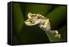 Imbabura Tree Frog, Choco Region, Ecuador-Pete Oxford-Framed Stretched Canvas