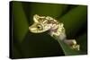 Imbabura Tree Frog, Choco Region, Ecuador-Pete Oxford-Stretched Canvas