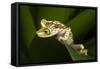 Imbabura Tree Frog, Choco Region, Ecuador-Pete Oxford-Framed Stretched Canvas