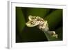 Imbabura Tree Frog, Choco Region, Ecuador-Pete Oxford-Framed Photographic Print