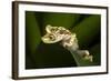 Imbabura Tree Frog, Choco Region, Ecuador-Pete Oxford-Framed Photographic Print