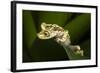 Imbabura Tree Frog, Choco Region, Ecuador-Pete Oxford-Framed Photographic Print