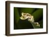 Imbabura Tree Frog, Choco Region, Ecuador-Pete Oxford-Framed Photographic Print