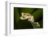 Imbabura Tree Frog, Choco Region, Ecuador-Pete Oxford-Framed Photographic Print