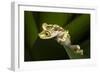 Imbabura Tree Frog, Choco Region, Ecuador-Pete Oxford-Framed Photographic Print