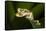 Imbabura Tree Frog, Choco Region, Ecuador-Pete Oxford-Framed Stretched Canvas
