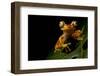 Imbabura tree frog restin on a leaf at night, Ecuador-Lucas Bustamante-Framed Photographic Print