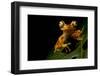 Imbabura tree frog restin on a leaf at night, Ecuador-Lucas Bustamante-Framed Photographic Print