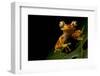 Imbabura tree frog restin on a leaf at night, Ecuador-Lucas Bustamante-Framed Photographic Print