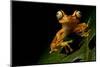 Imbabura tree frog restin on a leaf at night, Ecuador-Lucas Bustamante-Mounted Photographic Print