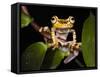 Imbabura Treefrog, Choca Region, Ecuador-Pete Oxford-Framed Stretched Canvas