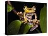 Imbabura Treefrog, Choca Region, Ecuador-Pete Oxford-Stretched Canvas